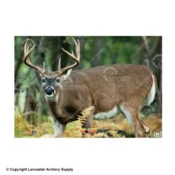 NiceTargets Deer Targets -Excalibur Shop 8860002 broadleft